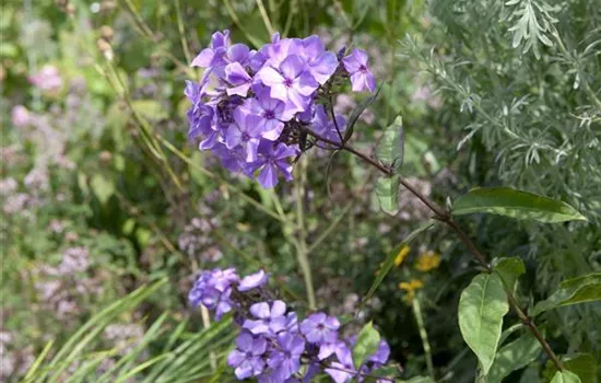 Phlox (Paniculata-Gruppe) 'Blue Paradise'