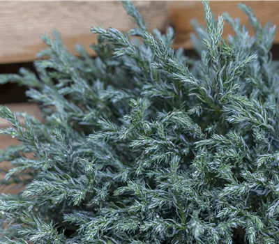 Chamaecyparis pisifera 'Baby Blue'