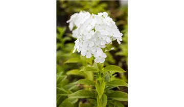 Hoher Staudenphlox