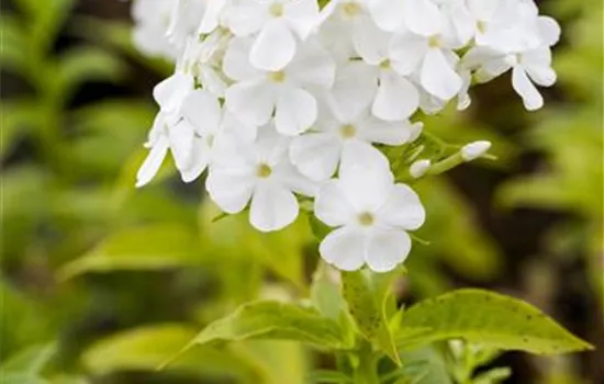 Phlox (Paniculata-Gruppe) 'Fujiyama'