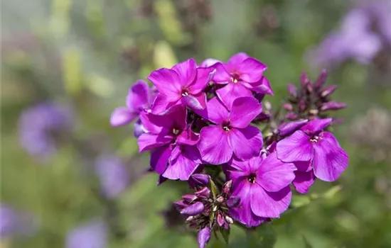 Phlox (Paniculata-Gruppe) 'Starfire'