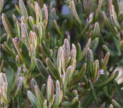 Andromeda polifolia 'Compacta' Andromeda polifolia 'Compacta'