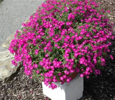 Phlox (Subulata-Gruppe) 'Atropurpurea'