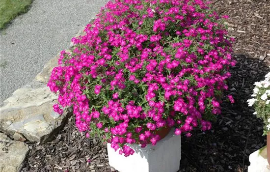 Phlox (Subulata-Gruppe) 'Atropurpurea'