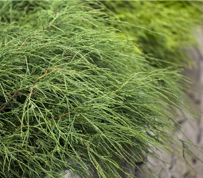 Chamaecyparis pisifera 'Filifera Nana'