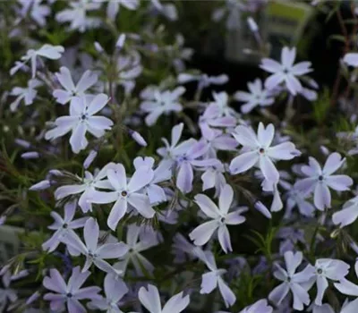 Phlox (Subulata-Gruppe) 'G.F. Wilson'