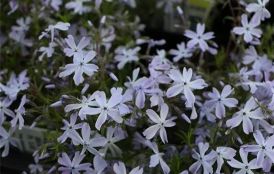 Phlox (Subulata-Gruppe) 'G.F. Wilson'