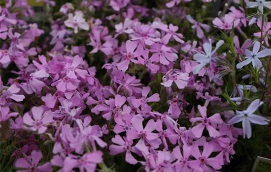 Phlox (Subulata-Gruppe) 'Moerheimii'