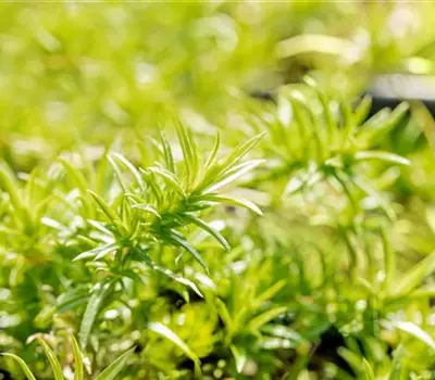 Phlox (Subulata-Gruppe) 'Moerheimii'