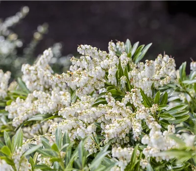 Pieris japonica 'Cupido' Pieris japonica 'Cupido'