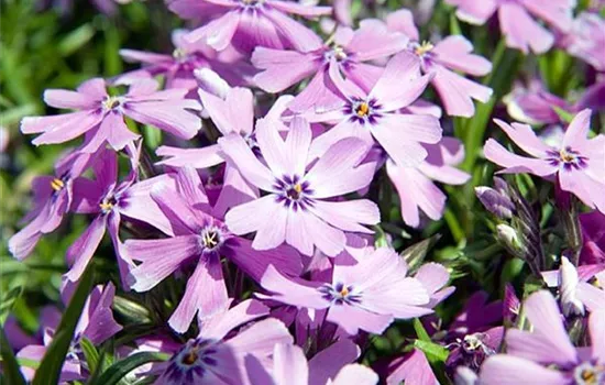 Phlox (Subulata-Gruppe) 'Purple Beauty'