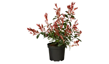 sempervivum plants Sempervivum 'Purple Beauty' Hens & Chicks | Bareroot