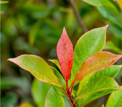 Photinia fraseri (x) 'Carré Rouge'