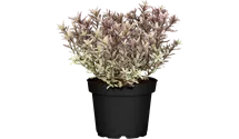 Strauchveronika