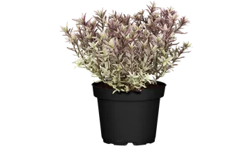 Strauchveronika