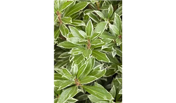 Pieris, Lavendelheide