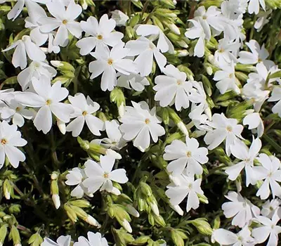 Phlox (Subulata-Gruppe) 'White Delight'