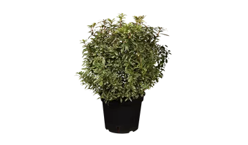 Pieris, Lavendelheide