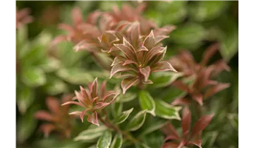 Pieris, Lavendelheide