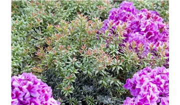 Pieris, Lavendelheide