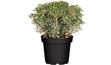 Pieris, Lavendelheide