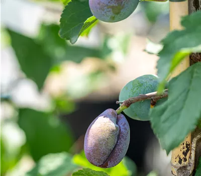 Prunus (Säulenzwetschge) 'Pruntop'