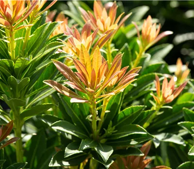 Pieris japonica 'Little Heath Green' Pieris japonica 'Little Heath Green'