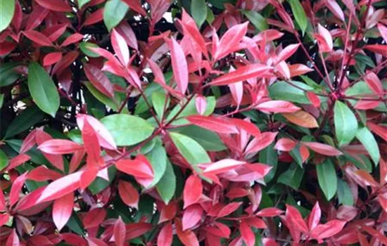 Photinia fraseri (x) 'Little Red Robin'