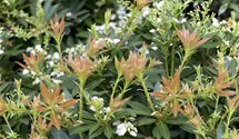 Pieris, Lavendelheide