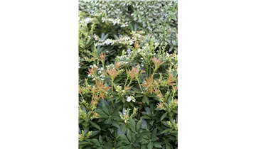 Pieris, Lavendelheide