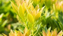 Pieris, Lavendelheide