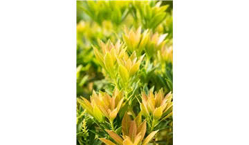 Pieris, Lavendelheide