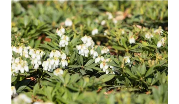 Pieris, Lavendelheide