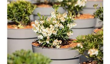 Pieris, Lavendelheide