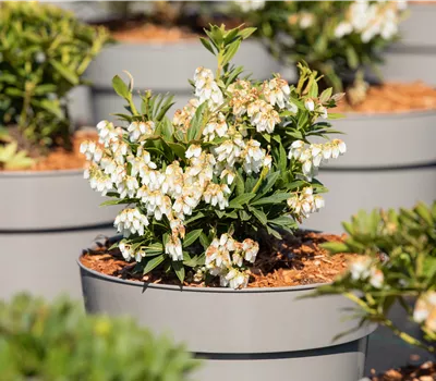 Pieris japonica 'Prelude' Pieris japonica 'Prelude'