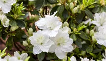 Rhododendron, Azalee