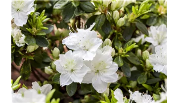 Rhododendron, Azalee