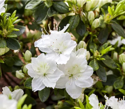 Rhododendron (Jap. Azalee) 'Schneewittchen' Rhododendron (Jap. Azalee) 'Schneewittchen'