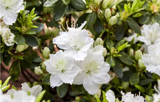 Rhododendron (Jap. Azalee) 'Schneewittchen'