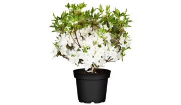 Rhododendron, Azalee
