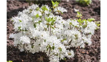 Rhododendron, Azalee