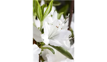 Rhododendron, Azalee