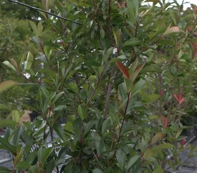 Photinia fraseri (x) 'Red Robin'
