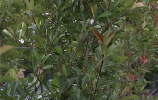Photinia fraseri (x) 'Red Robin'