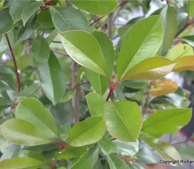 Photinia fraseri (x) 'Red Robin'