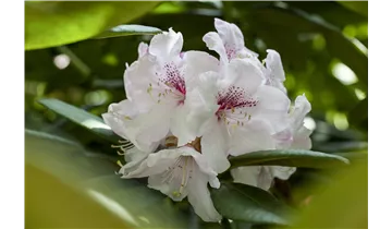 Rhododendron, Azalee