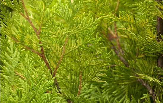 Thuja occidentalis 'Yellow Ribbon'