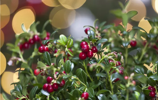 Vaccinium 'Miss Cherry'