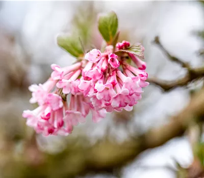 Viburnum bodnantense (x) 'Dawn'
