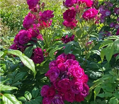 Rosa (Kletterrose) 'Purple Siluetta'®